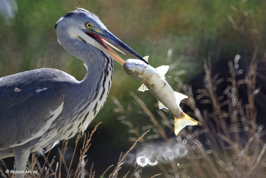 Airone cinerino alla Diaccia Botrona